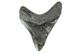 Sharply Serrated, Fossil Megalodon Tooth #155336-1